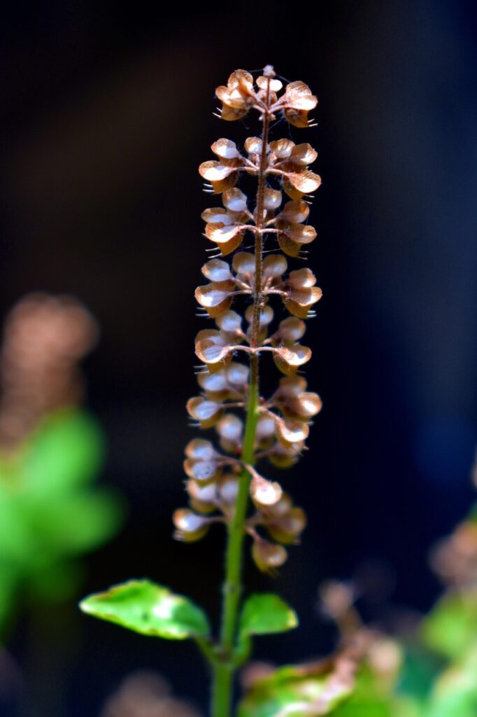 basil holy 2664815 1280 basil holy 2664815 1280